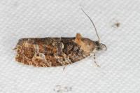 Eudemis profundana