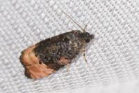 Metendothenia atropunctana