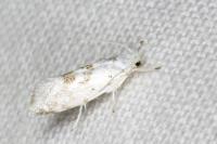Niphonympha dealbatella