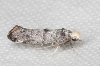 Paraswammerdamia nebulella