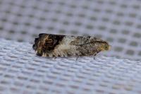 Cydia splendana