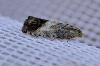 Cydia splendana