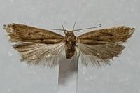 Helcystogramma lutatella
