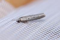Yponomeuta sedella