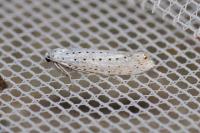 Yponomeuta evonymella