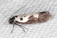 Ethmia quadrillella