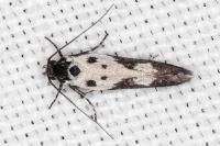Ethmia quadrillella