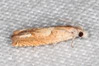 Eucosma conterminana