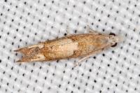 Eucosma conterminana