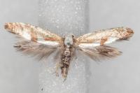 Argyresthia pruniella