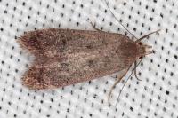 Anacampsis timidella