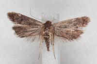 Anacampsis timidella