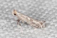 Parornix torquillella