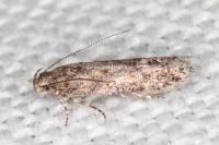 Scrobipalpa suasella