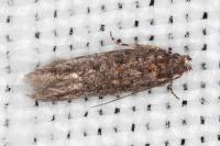 Scrobipalpa suasella