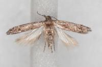 Scrobipalpa suasella