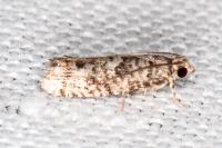 Epinotia cedricida