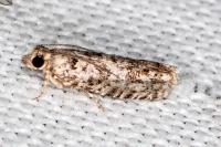 Epinotia cedricida