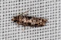 Epinotia cedricida