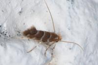 Cameraria ohridella