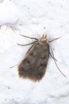 Borkhausenia nefrax