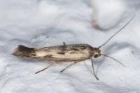 Scythris limbella