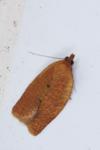 Clepsis consimilana