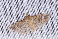 Alucita hexadactyla