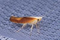 Argyresthia albistria