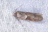 Blastobasis glandulella