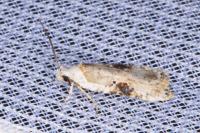 Agonopterix alstroemeriana