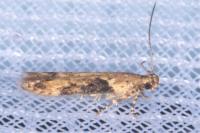 Scrobipalpa costella