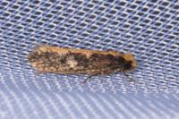 Monopis crocicapitella