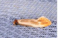 Tinea semifulvella