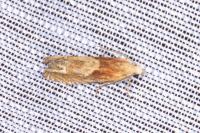 Eucosma