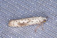 Yponomeuta irrorella