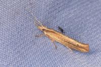 Ypsolopha ustella