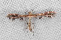 Capperia hellenica