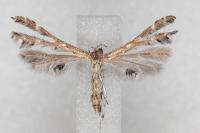 Capperia hellenica