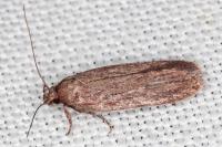 Agonopterix scopariella