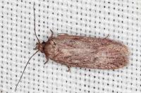 Agonopterix scopariella