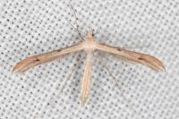 Stenoptilia arida