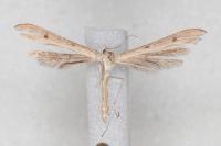 Stenoptilia arida