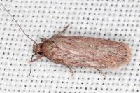 Depressaria daucella