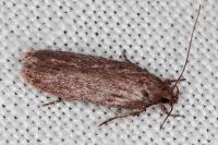 Depressaria daucella