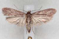 Depressaria daucella