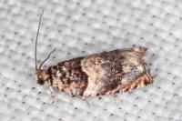 Gypsonoma minutana