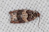 Gypsonoma minutana