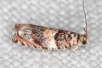 Gypsonoma minutana