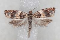 Gypsonoma minutana